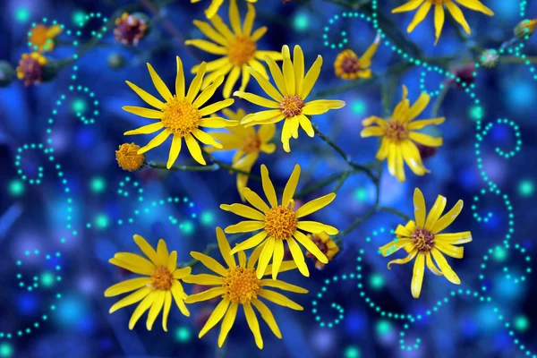 Magic yellow flowers — Stock Photo, Image