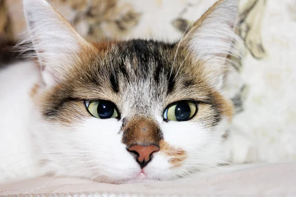 Gatto con gli occhi verdi — Foto Stock
