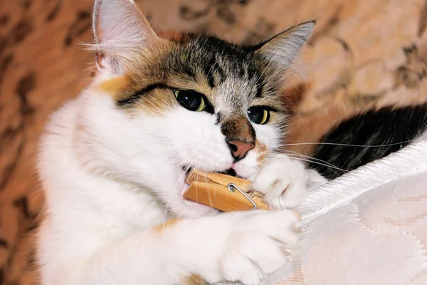 Cat and clothespin — Stock Photo, Image