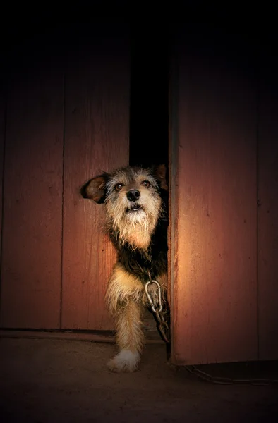 Angry dog — Stock Photo, Image