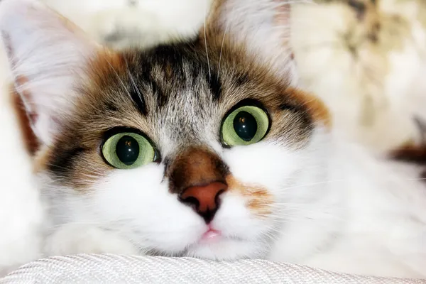 Cat with green eyes — Stock Photo, Image