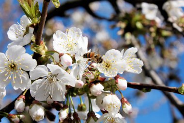 Kiraz ağacının çiçekleri