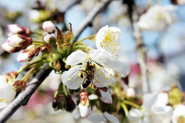 벚나무의 꽃 — 스톡 사진