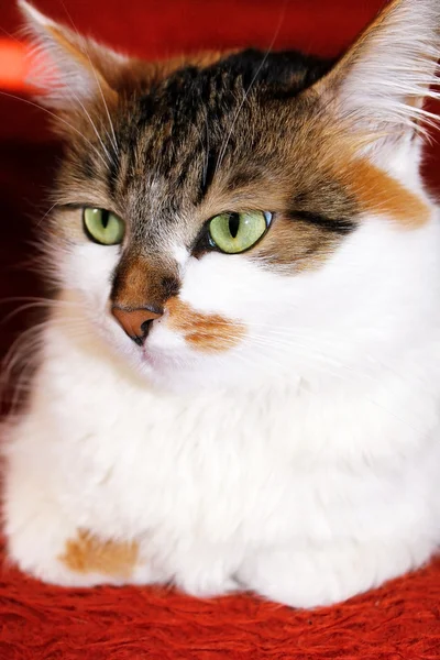 Cat portrait — Stock Photo, Image