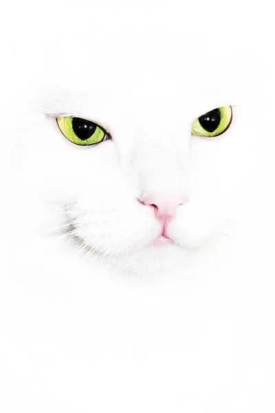 Ojos de gato sobre fondo blanco — Foto de Stock