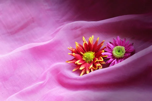 Fiori su sfondo rosa — Foto Stock