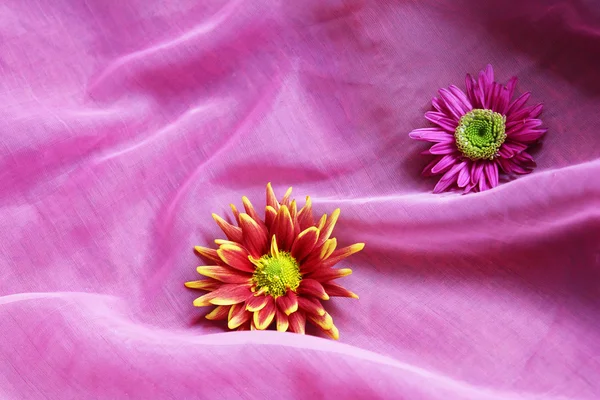 Flowers on a pink background — Stock Photo, Image