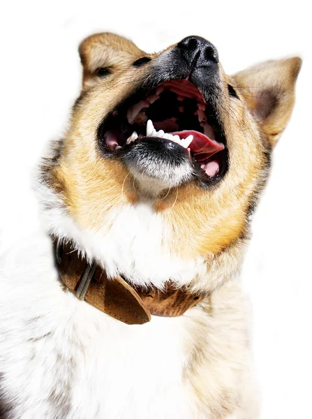 Cão com boca aberta contra fundo branco — Fotografia de Stock