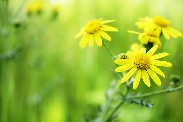 Gule blomster på en grøn baggrund - Stock-foto