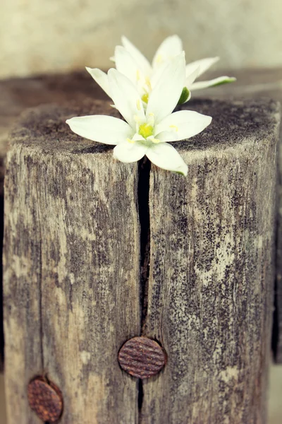 White flowers on a log — Stock Photo, Image