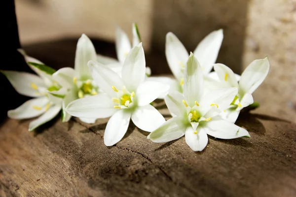 White flowers