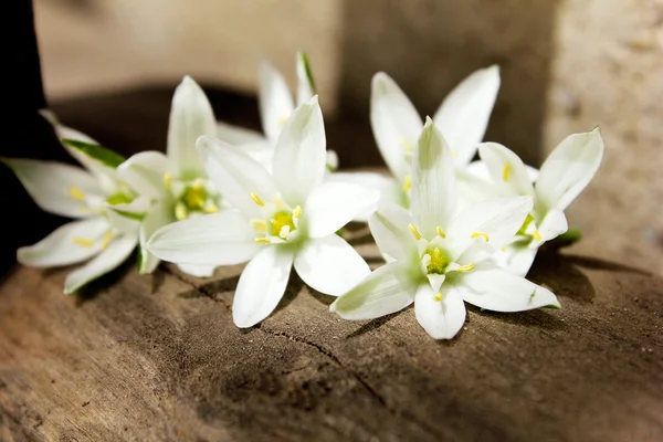 Fehér virágok Stock Fotó