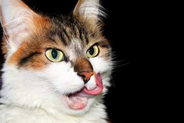 kedi yaladı
