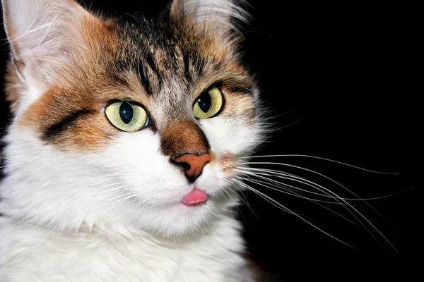 Cat with tongue — Stock Photo, Image