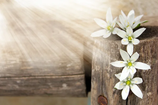 Weiße Blumen und Sonnenlicht — Stockfoto