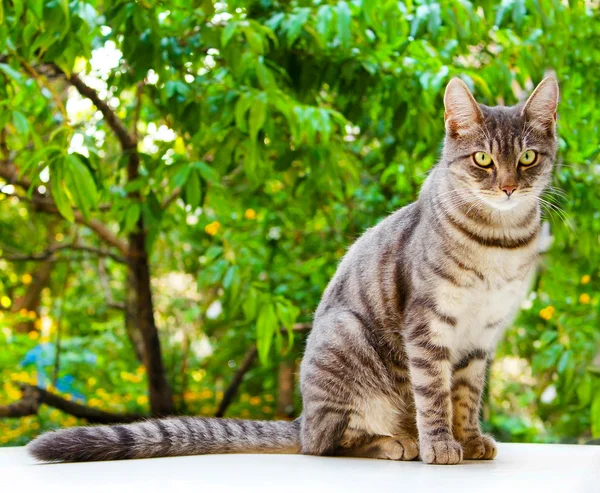 Tabby cat sits — Stock Photo, Image