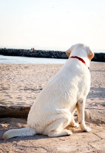 Labrador retriever dog looking at the sea and sky — Stock Photo, Image