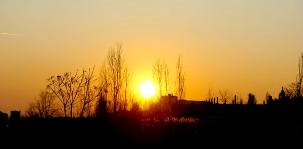 Sunset and silhouettes of trees — Stock Photo, Image