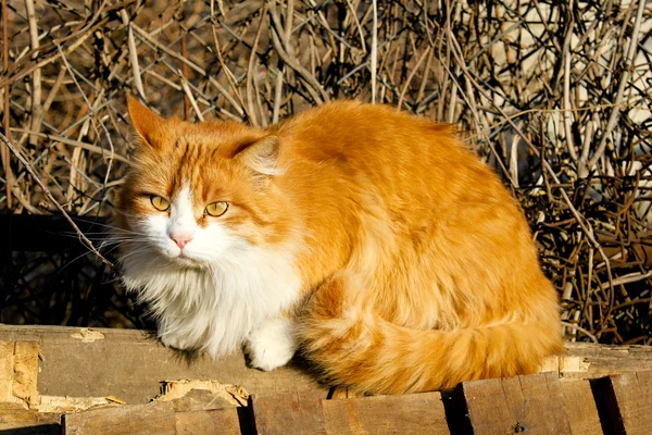 Gato naranja y blanco — Foto de Stock