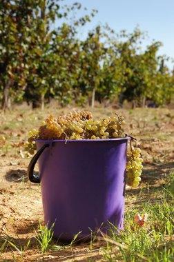 Harvest of grape clipart