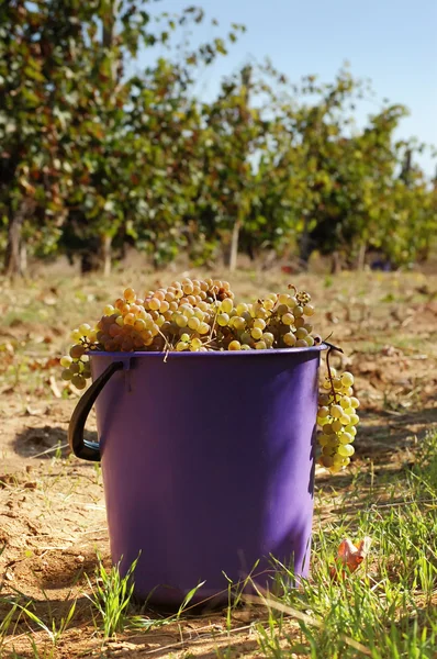 Cosecha de uva —  Fotos de Stock