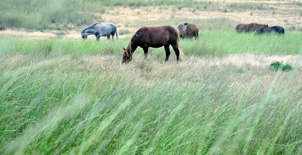 Paarden — Stockfoto