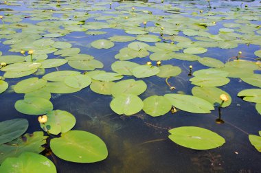 Nilüfer yaprakları