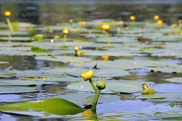 water lily
