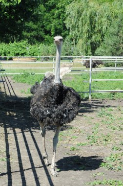 Devekuşu yakın çekim