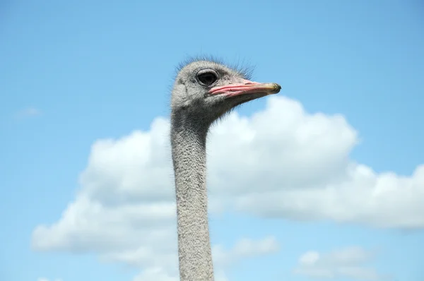 Ostrich — Stock Photo, Image