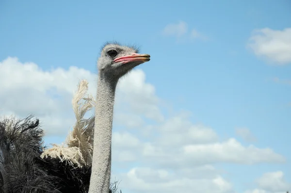 Strauß — Stockfoto