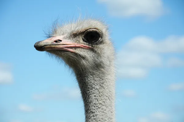 Struisvogel op boerderij — Stockfoto