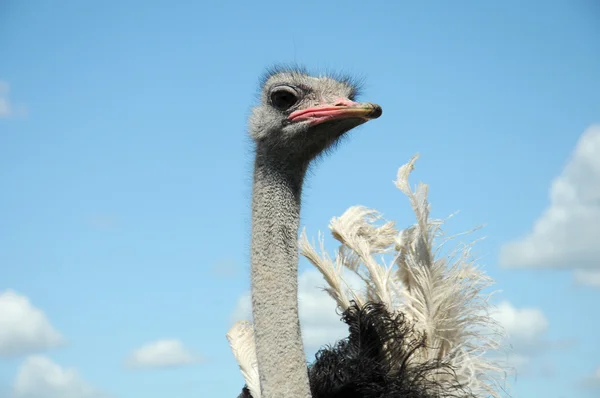 Struisvogel op boerderij — Stockfoto