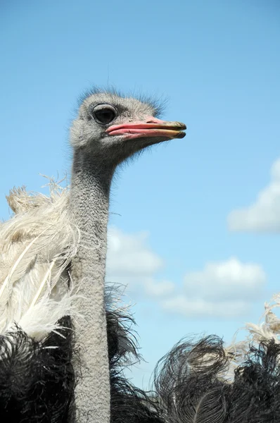 Struisvogel — Stockfoto