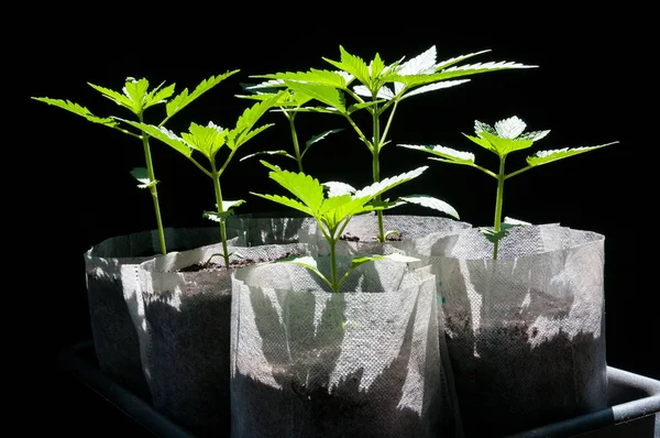 医用大麻幼苗在白色面料中健康成长 在黑色棉花背景的灰色塑料托盘中种植气罐 — 图库照片