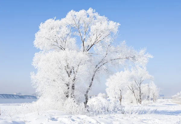 Rimfrost underverk — Stockfoto