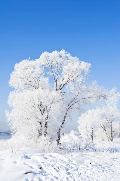 Rime wonders — Stock Photo, Image