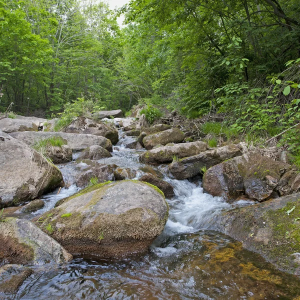 森林中的溪流 — 图库照片