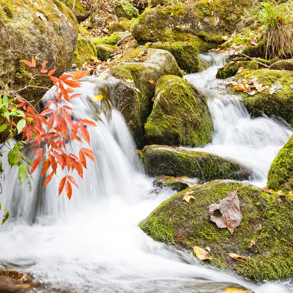Stream in forest — Stock Photo, Image