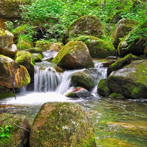 Stream in forest — Stock Photo, Image