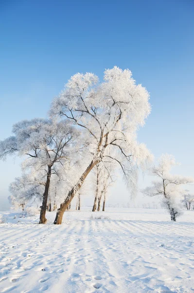 Rime — Stockfoto