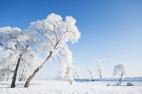 Зимовий пейзаж Ліцензійні Стокові Фото