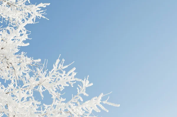 Rime — Stock Photo, Image