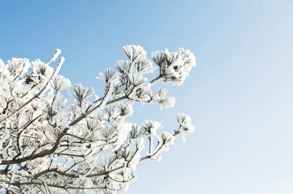 In Rime ı — Stok fotoğraf