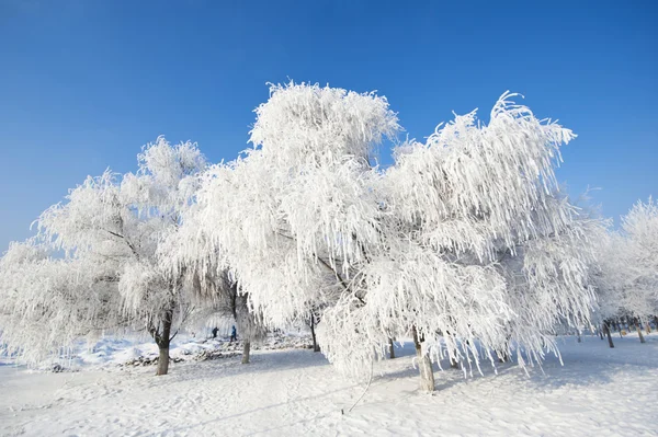 Vinterlandskap — Stockfoto