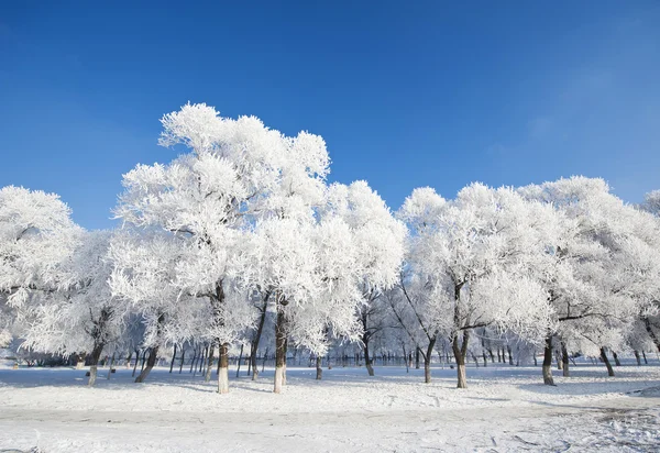 Зимовий пейзаж Стокове Фото