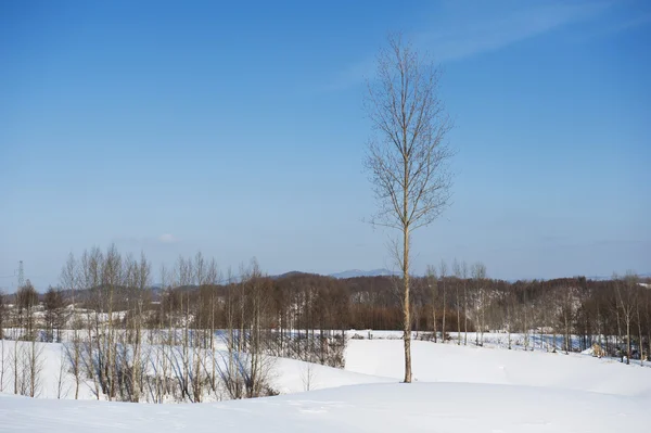 Paisaje invierno —  Fotos de Stock