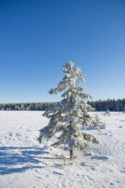 Paesaggio invernale — Foto Stock