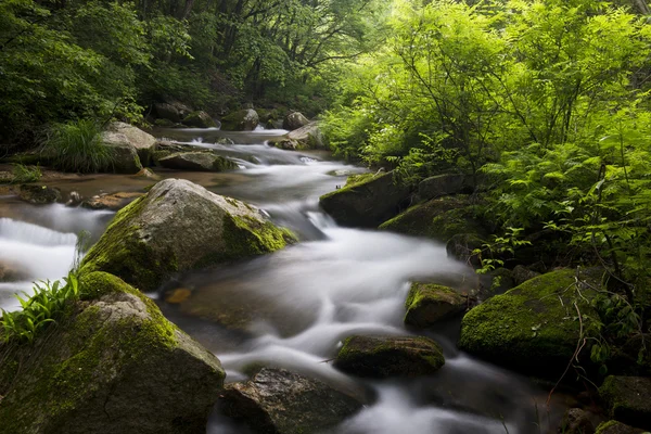 Torrente nella foresta — Foto Stock