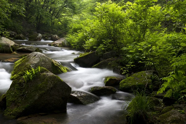 Torrente nella foresta — Foto Stock